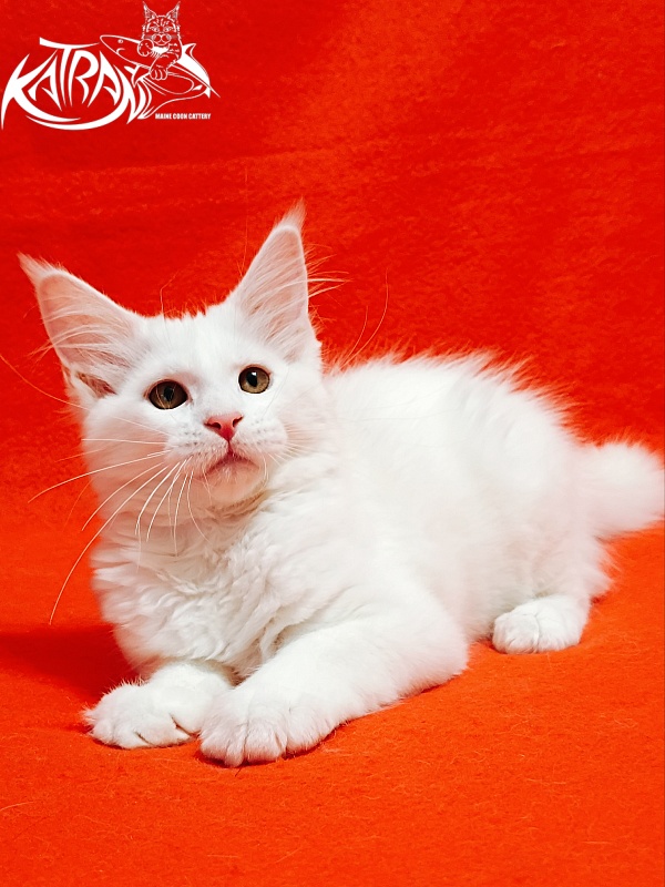 Katran Ivetta - Kitten maine-coon 3 months