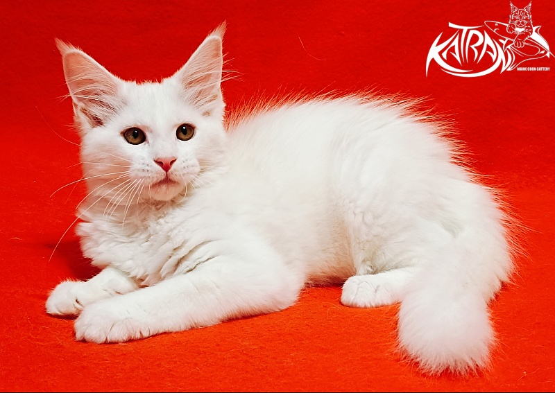 Katran Ivetta - Kitten maine-coon 3 months
