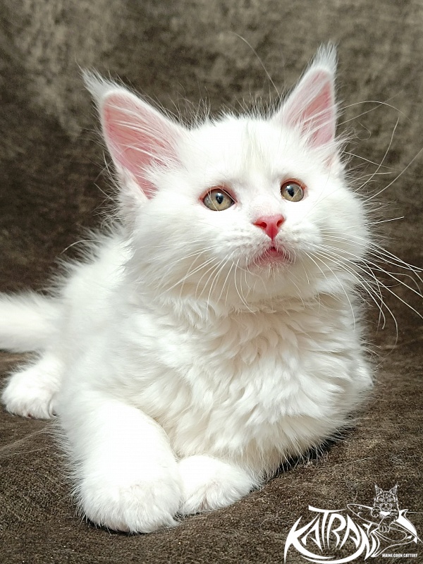 Katran Ivetta - Kitten maine-coon 2 months