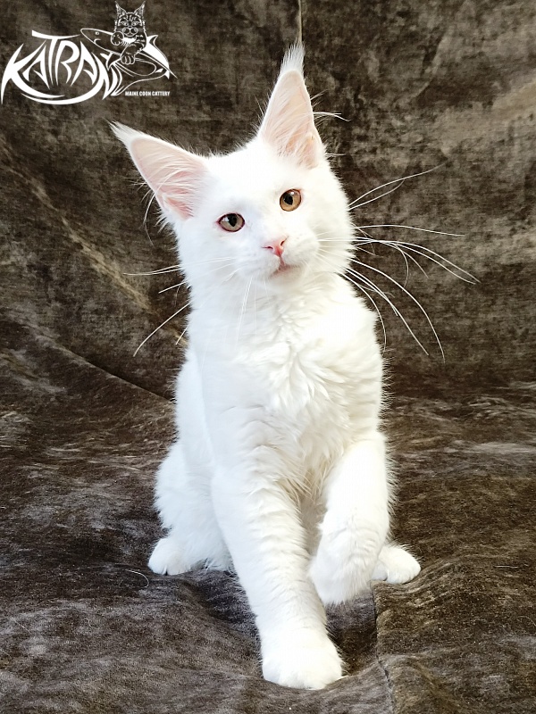 Katran Ivetta - Kitten maine-coon 4 months