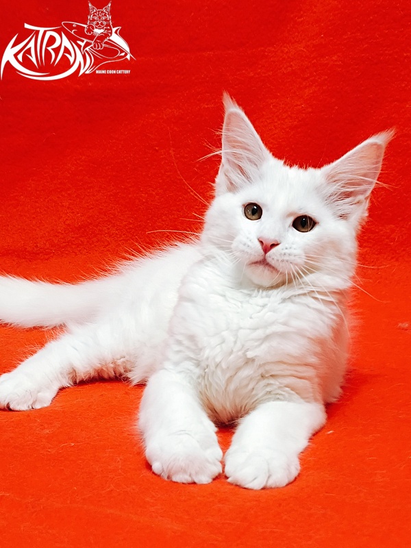 Katran Ivetta - Kitten maine-coon 3 months