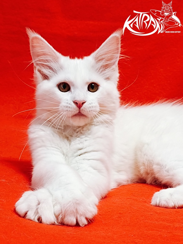 Katran Ivetta - Kitten maine-coon 3 months