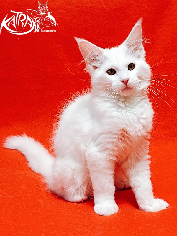 Katran Ivetta - Kitten maine-coon 3 months