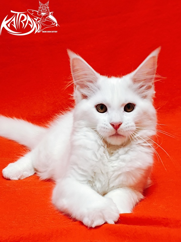 Katran Ivetta - Kitten maine-coon 3 months