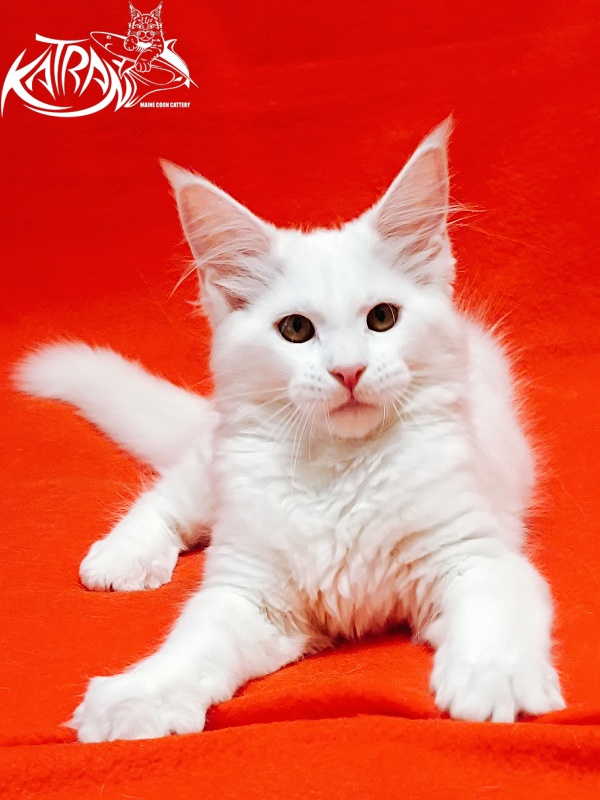 Katran Ivetta - Kitten maine-coon 3 months