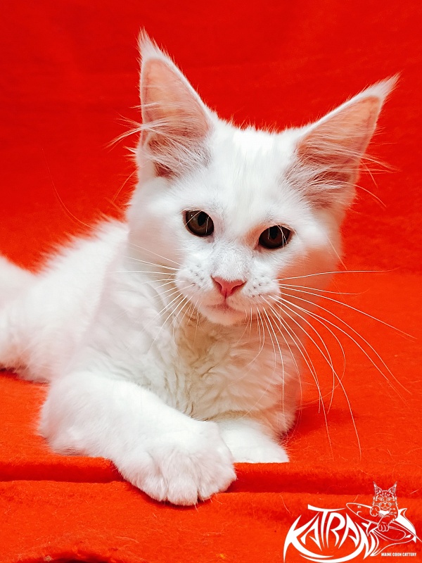 Katran Ivetta - Kitten maine-coon 3 months