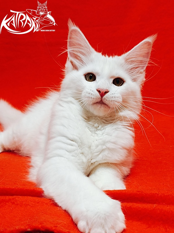 Katran Ivetta - Kitten maine-coon 3 months