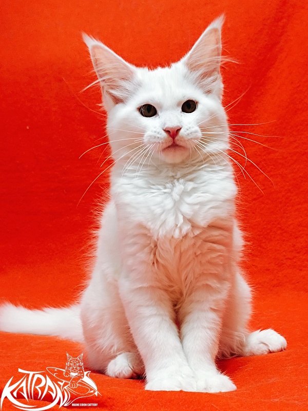 Katran Ivetta - Kitten maine-coon 3 months