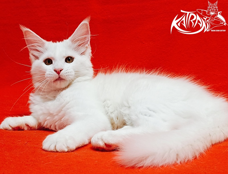 Katran Ivetta - Kitten maine-coon 3 months