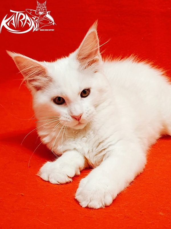 Katran Ivetta - Kitten maine-coon 3 months