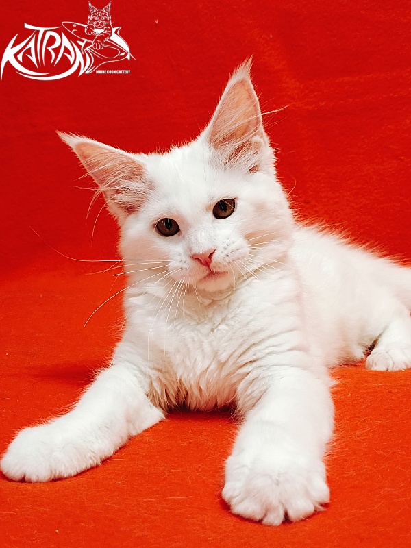 Katran Ivetta - Kitten maine-coon 3 months