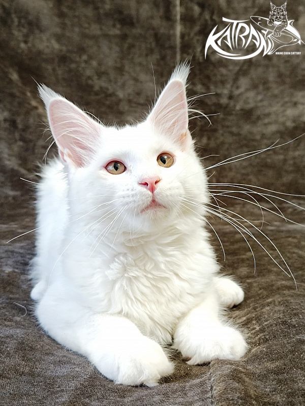 Katran Ivetta - Kitten maine-coon 4 months