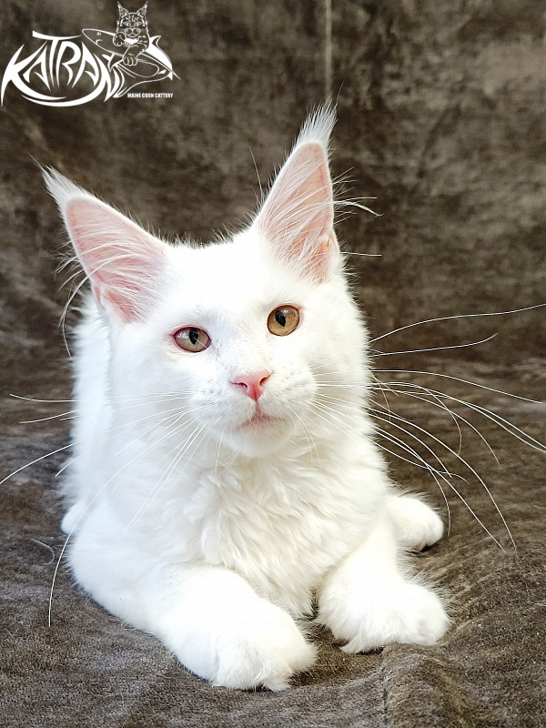 Katran Ivetta - Kitten maine-coon 4 months
