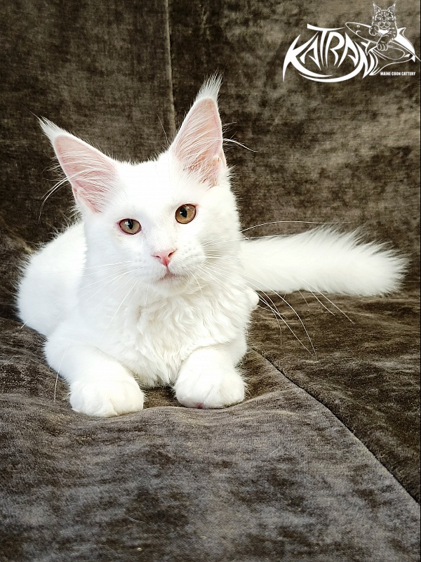 Katran Ivetta - Kitten maine-coon 4 months
