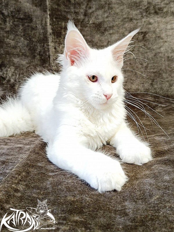Katran Ivetta - Kitten maine-coon 4 months