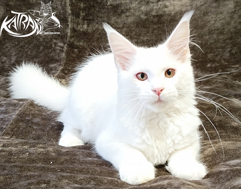 Katran Ivetta - Kitten maine-coon 4 months