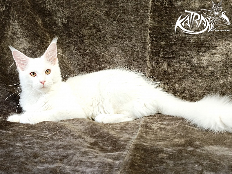 Katran Ivetta - Kitten maine-coon 4 months
