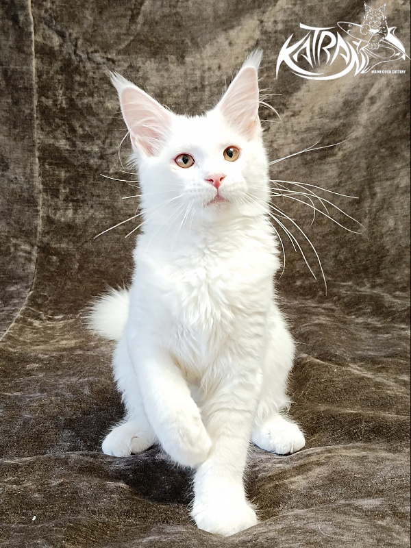 Katran Ivetta - Kitten maine-coon 4 months