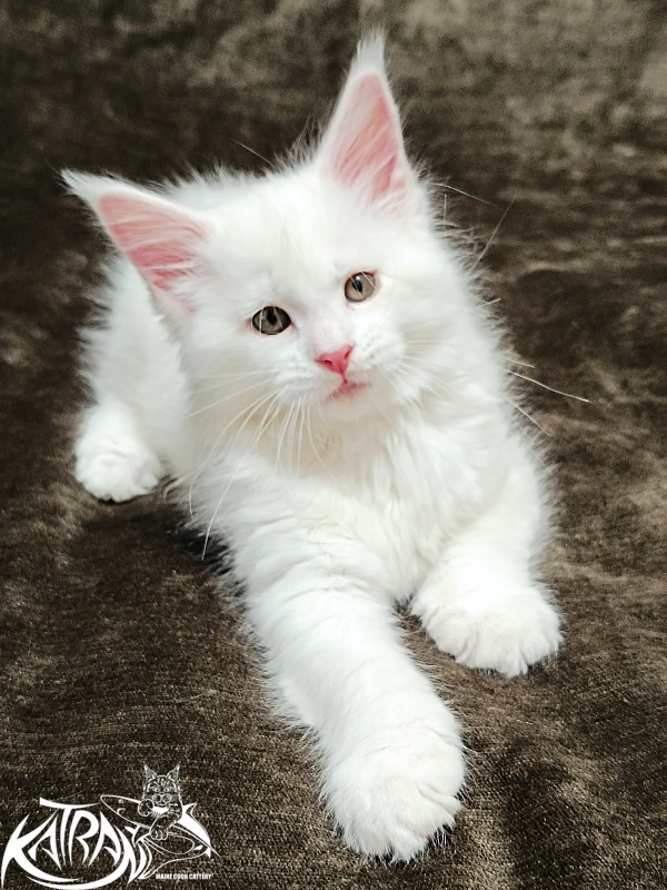 Katran Ivetta - Kitten maine-coon 2 months