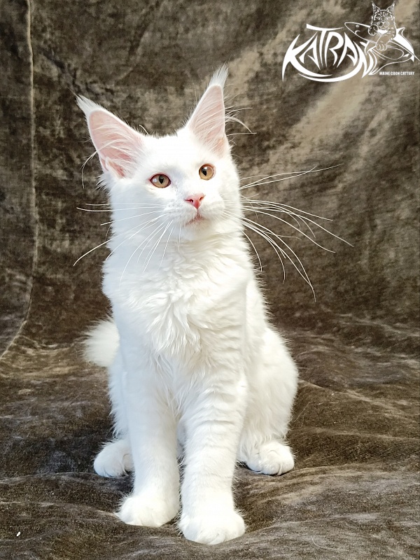 Katran Ivetta - Kitten maine-coon 4 months