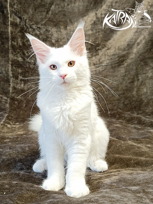 Katran Ivetta - Kitten maine-coon 4 months