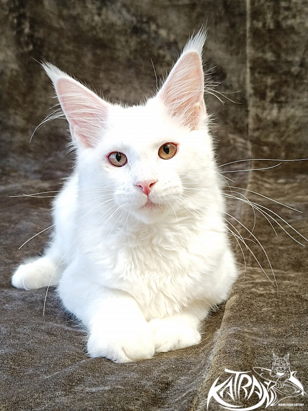 Katran Ivetta - Kitten maine-coon 4 months