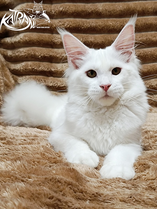 Katran Ivetta - Kitten maine-coon 5.5 months