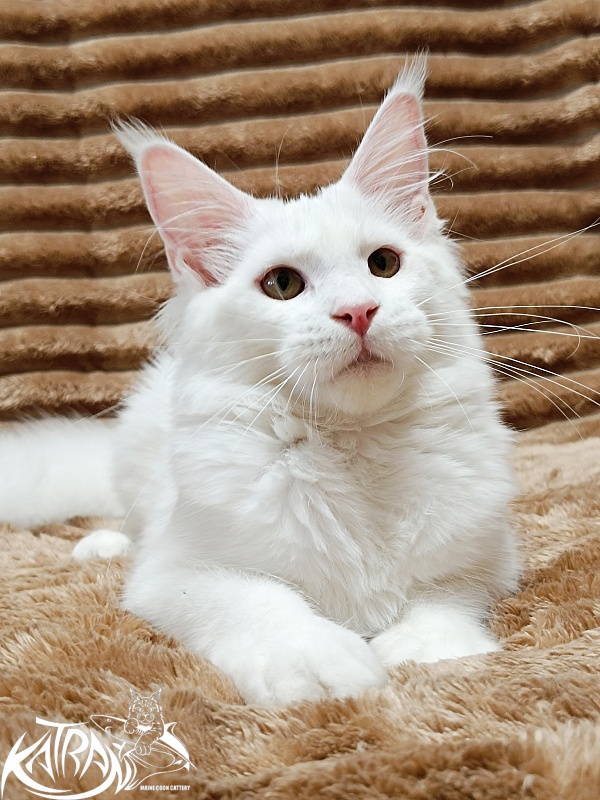 Katran Ivetta - Kitten maine-coon 5.5 months
