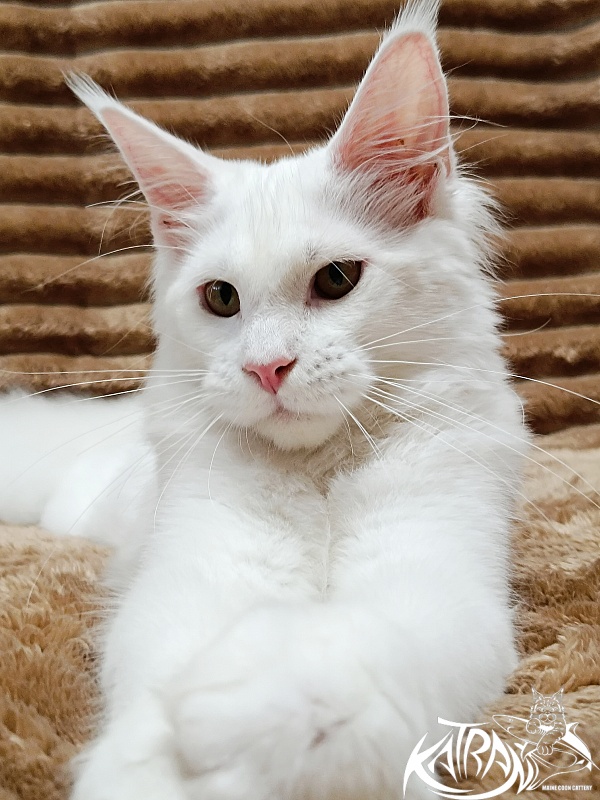 Katran Ivetta - Kitten maine-coon 5.5 months