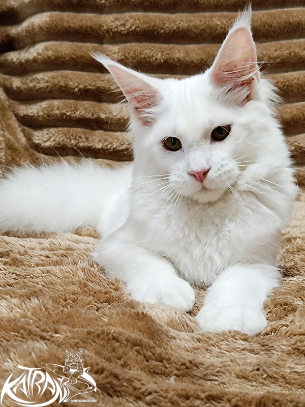 Katran Ivetta - Kitten maine-coon 5.5 months