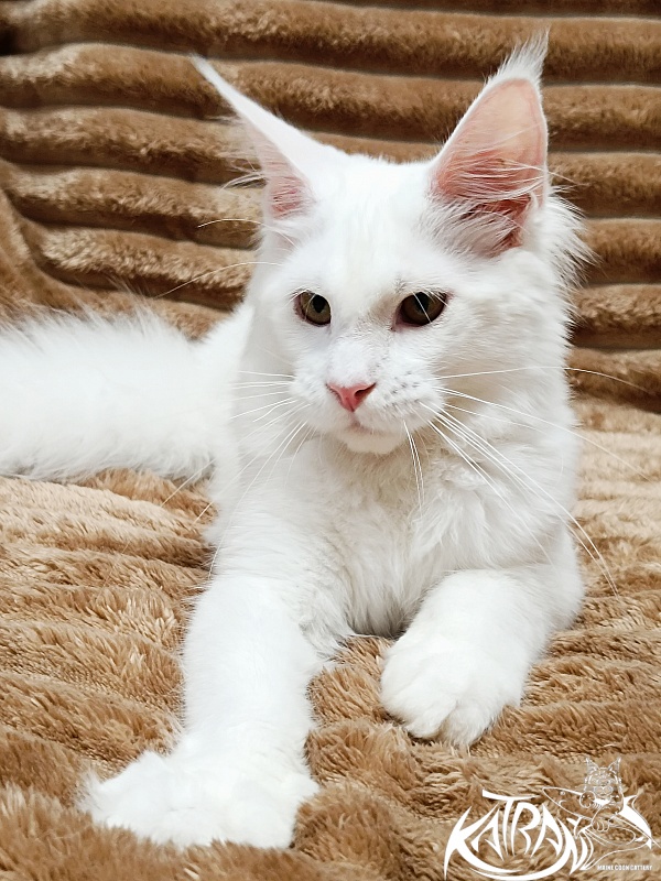 Katran Ivetta - Kitten maine-coon 5.5 months