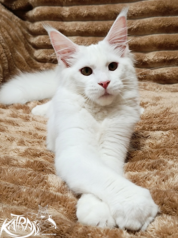 Katran Ivetta - Kitten maine-coon 5.5 months