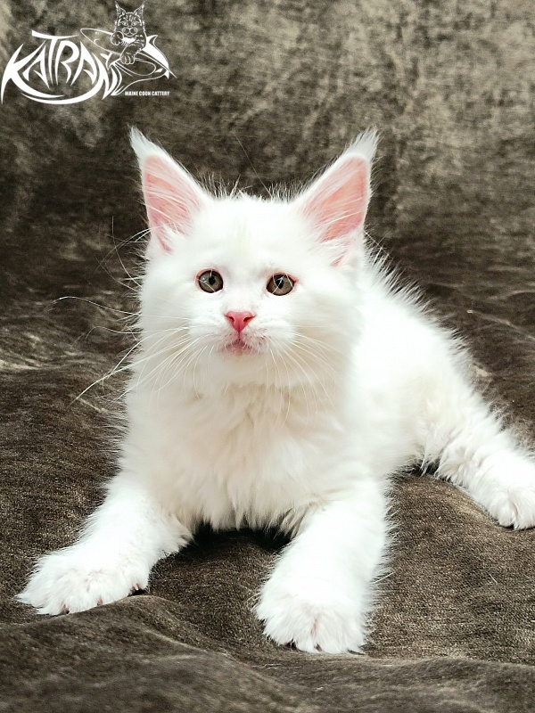 Katran Ivetta - Kitten maine-coon 2 months