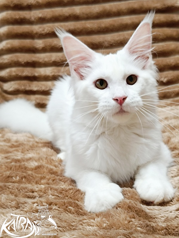 Katran Ivetta - Kitten maine-coon 5.5 months