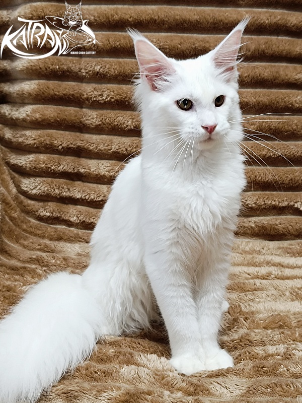 Katran Ivetta - Kitten maine-coon 5.5 months