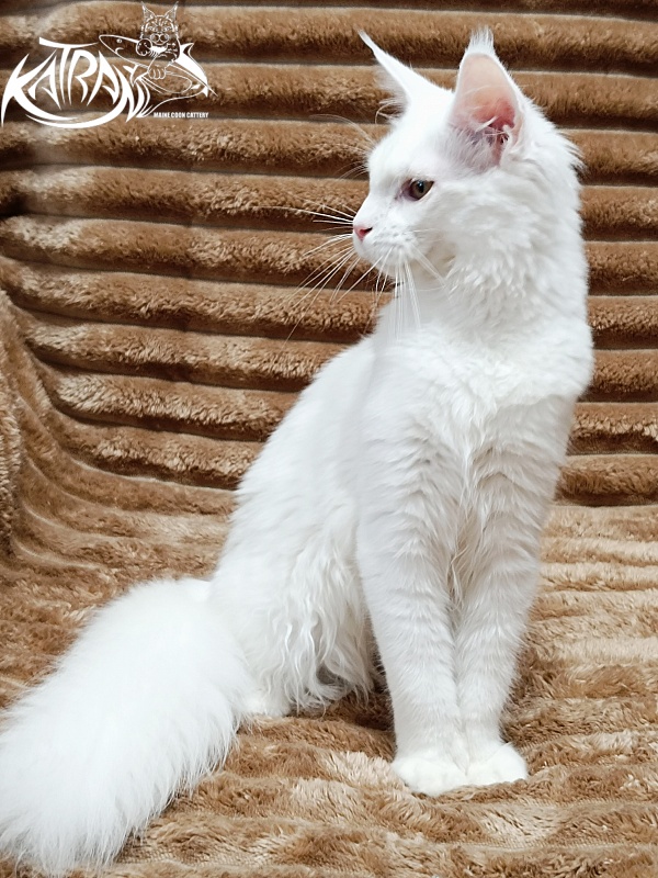 Katran Ivetta - Kitten maine-coon 5.5 months