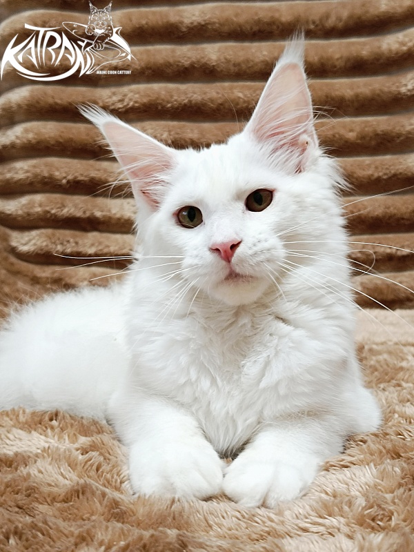 Katran Ivetta - Kitten maine-coon 5.5 months