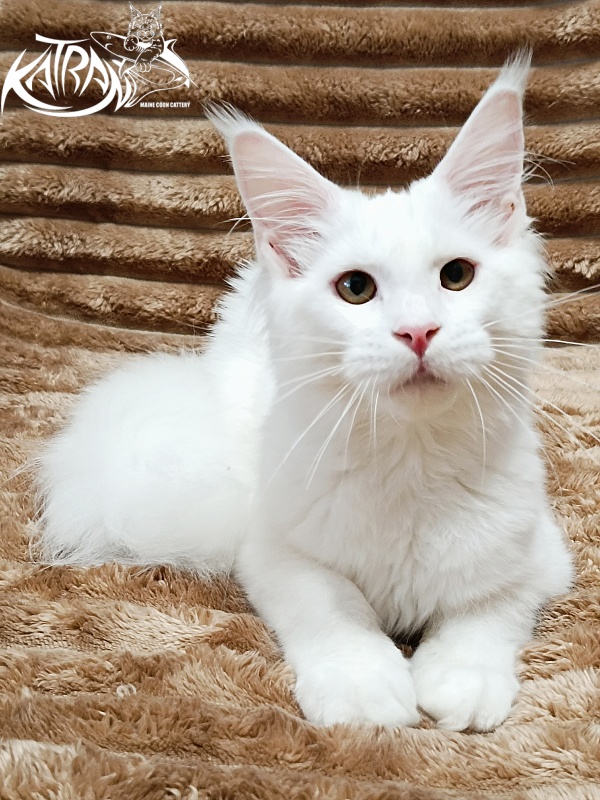 Katran Ivetta - Kitten maine-coon 5.5 months