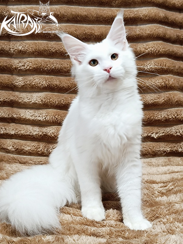 Katran Ivetta - Kitten maine-coon 5.5 months