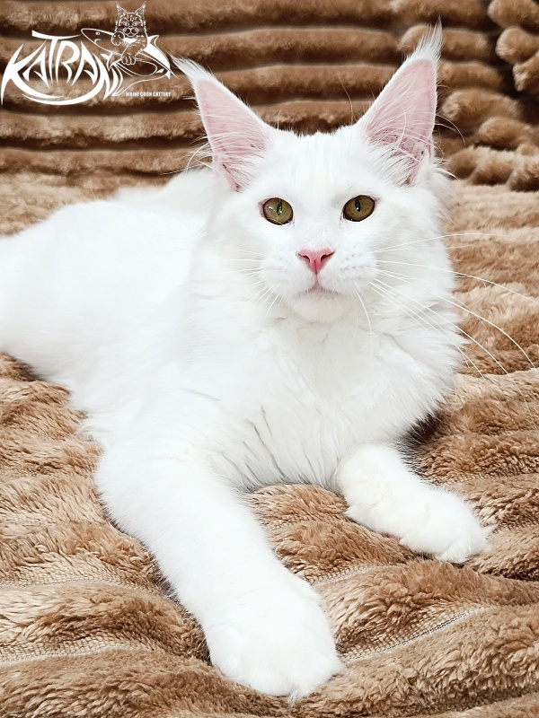 Katran Ivetta - Kitten maine-coon 5.5 months