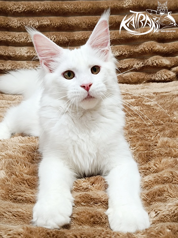 Katran Ivetta - Kitten maine-coon 5.5 months
