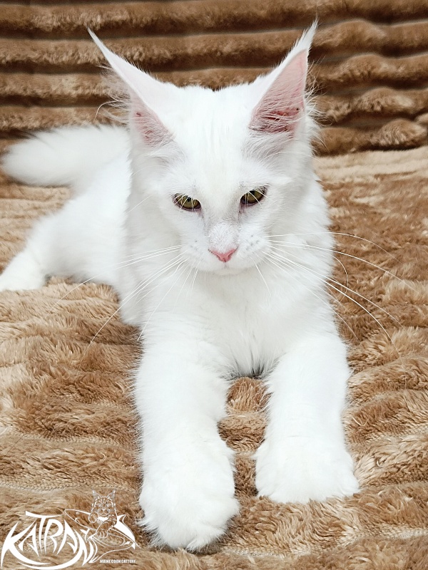 Katran Ivetta - Kitten maine-coon 5.5 months