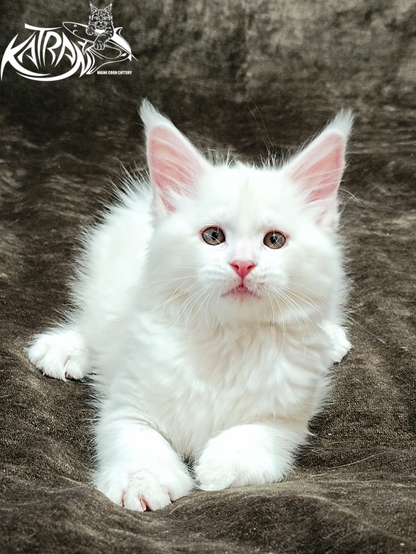 Katran Ivetta - Kitten maine-coon 2 months