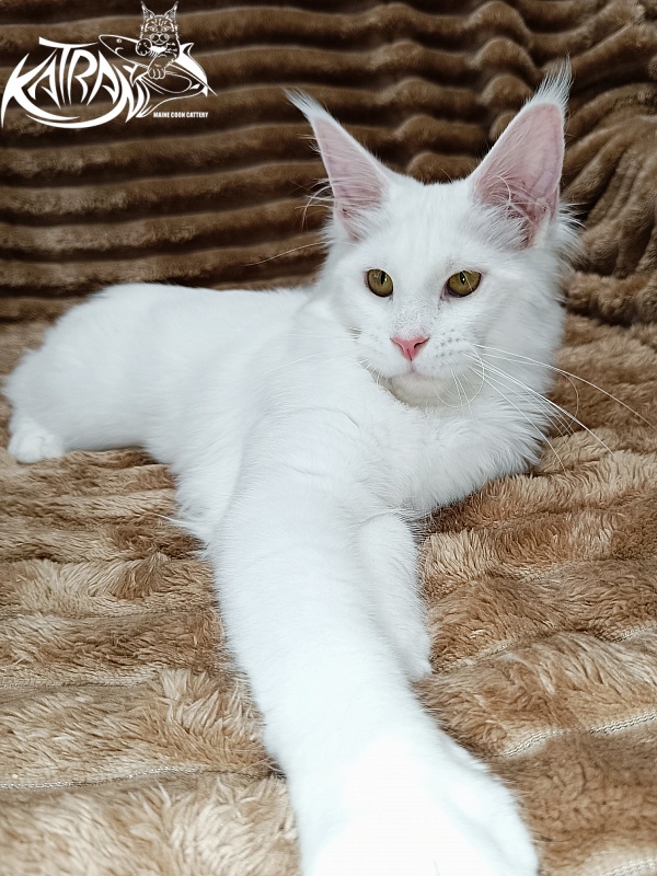 Katran Ivetta - Kitten maine-coon 5.5 months