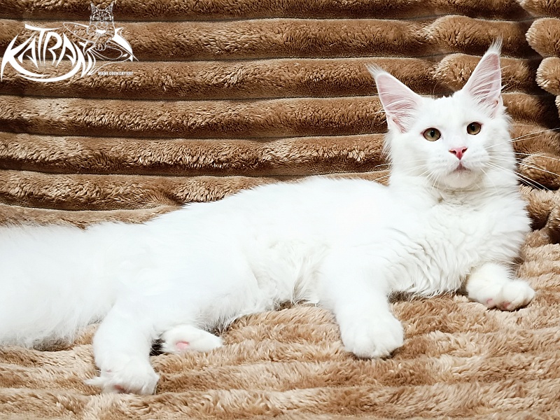 Katran Ivetta - Kitten maine-coon 5.5 months