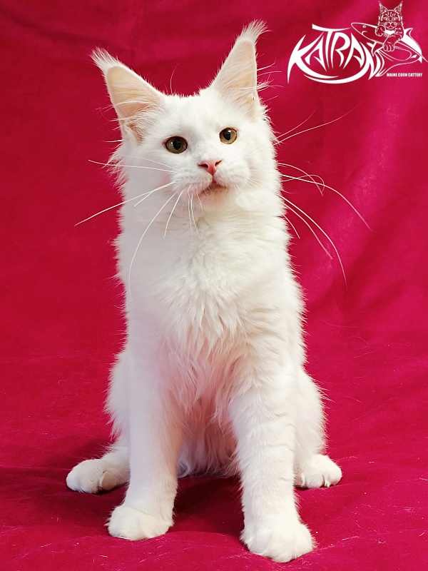 Katran Ivetta - Kitten maine-coon 6 months