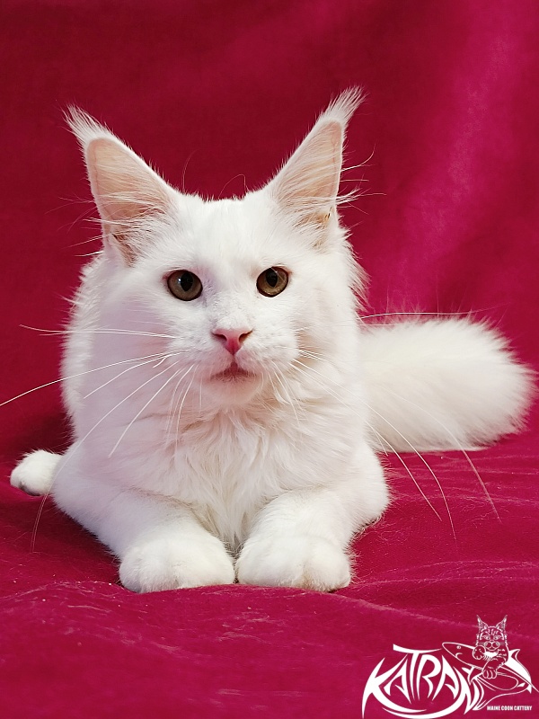 Katran Ivetta - Kitten maine-coon 6 months
