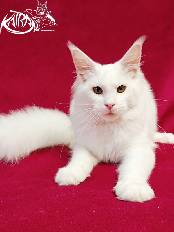 Katran Ivetta - Kitten maine-coon 6 months