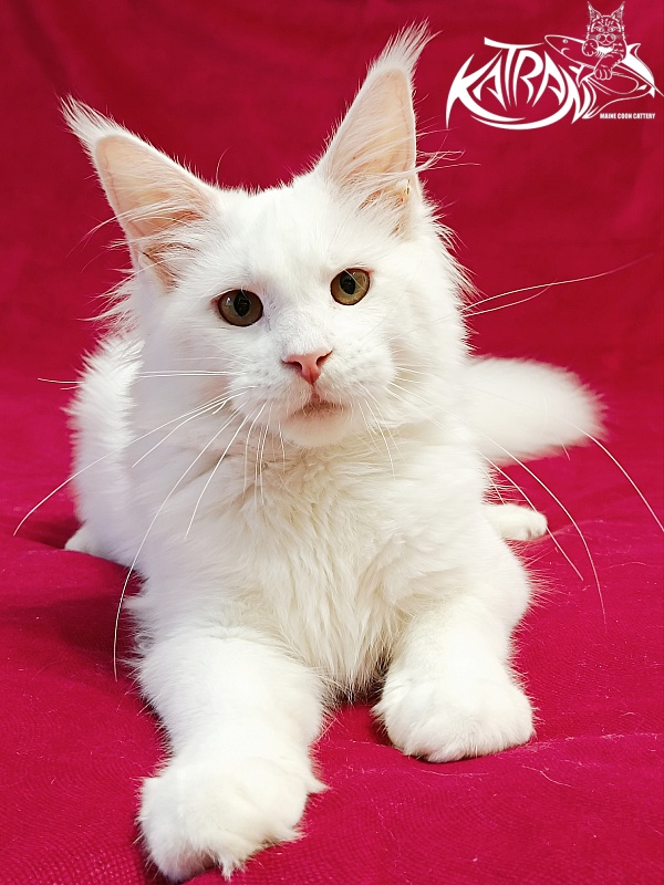 Katran Ivetta - Kitten maine-coon 6 months