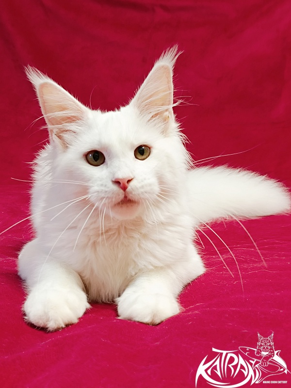 Katran Ivetta - Kitten maine-coon 6 months